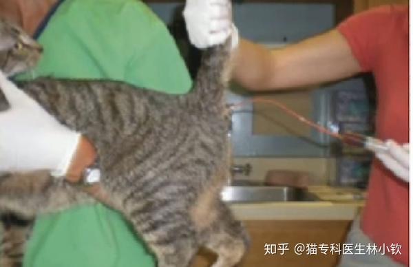 猫慢性腹泻粪检20软便稀便贾第鞭毛虫胎儿三毛滴虫球虫