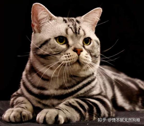 八大常见猫咪品种颜值高又好养你喜欢哪个