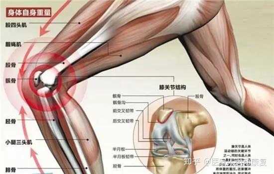 运动后膝盖疼!原来是"月亮"惹的祸?