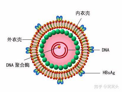 dna病毒与rna的区别