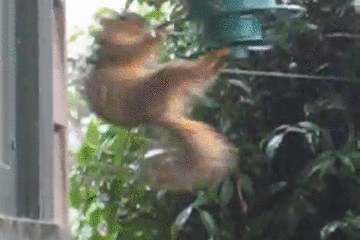 松鼠的身手vs人类的智商?蠢萌吃货被机械智慧碾压