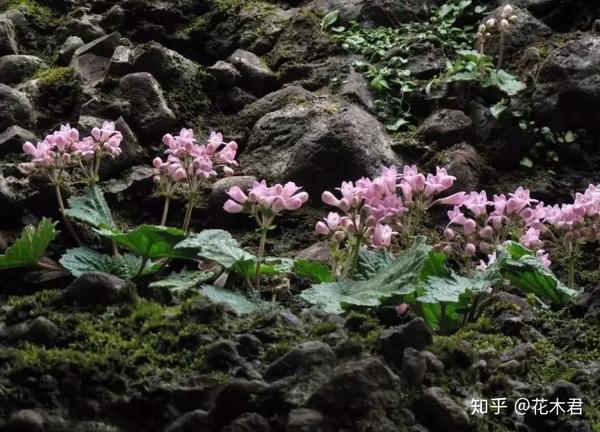 石花,别名:石胆草,石莲花, 苦苣苔科,珊瑚苣苔属多年