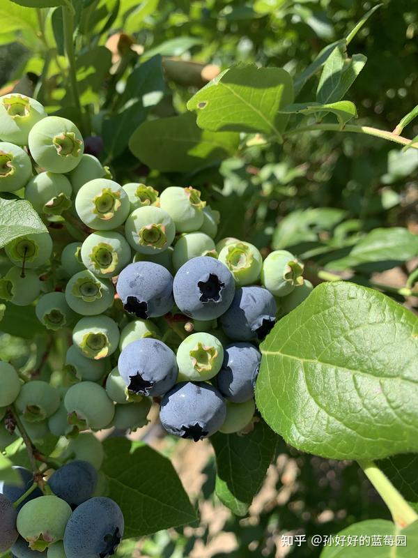为什么现在有很多连根带茎的蓝莓叶果?