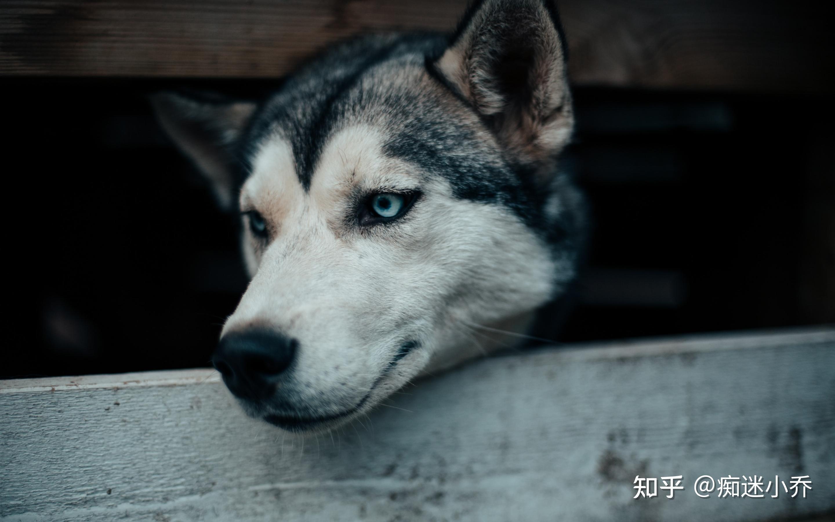 1,西伯利亚雪橇犬