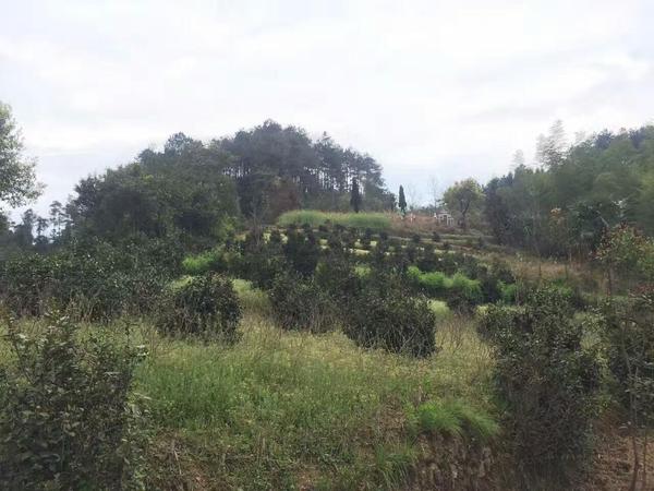 为您解答荒山茶真的有那么好吗?荒山茶又好在哪里呢?