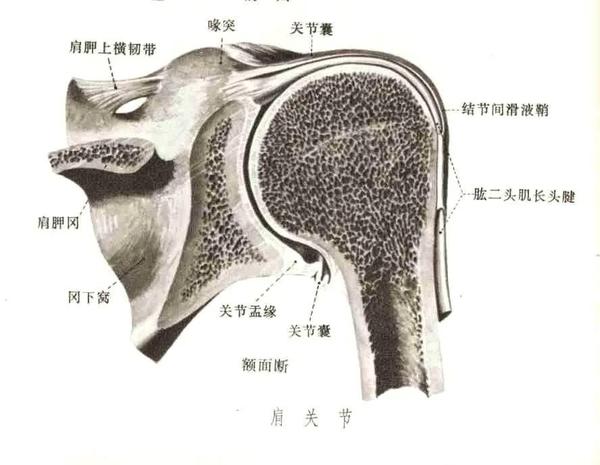 肩关节肌骨解剖学盂肱关节与上肢训练思路