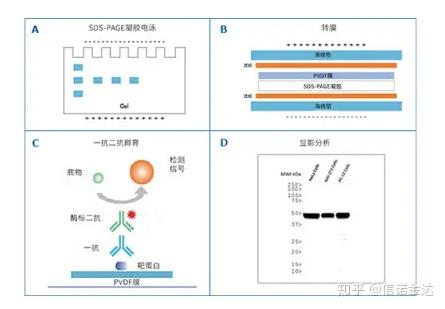 如何做好Western Blot 实验 知乎