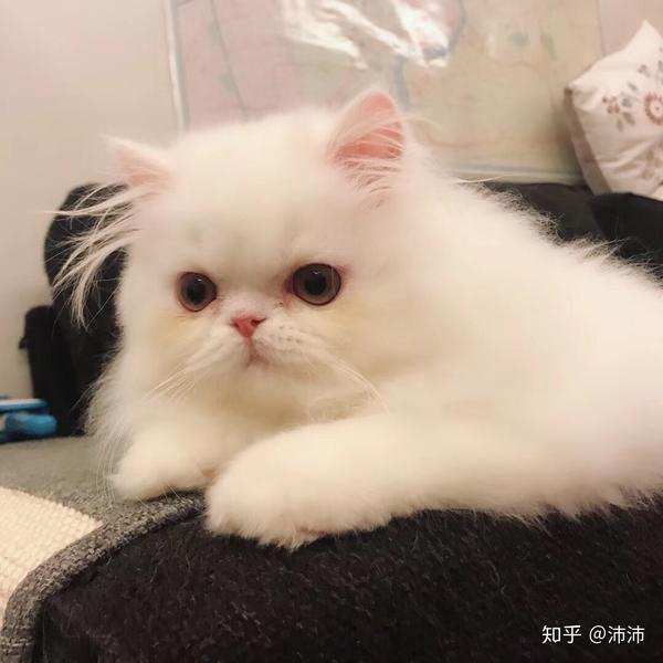 推荐一些最可爱的猫的品种吧?