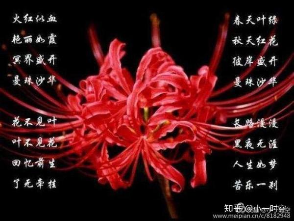 花花世界:《楚乔传》中的那朵彼岸花,寓意了什么?