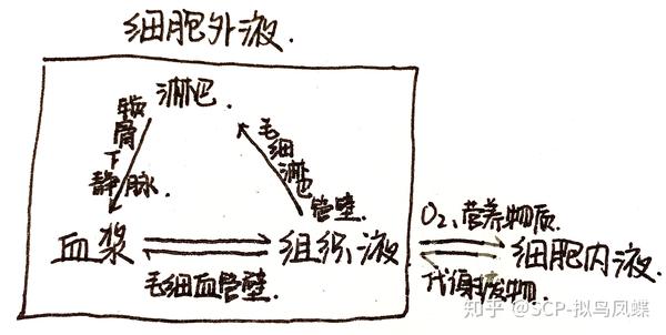 4,不同细胞外液之间的相互转化: 血浆和组织液通过毛细血管壁 相互