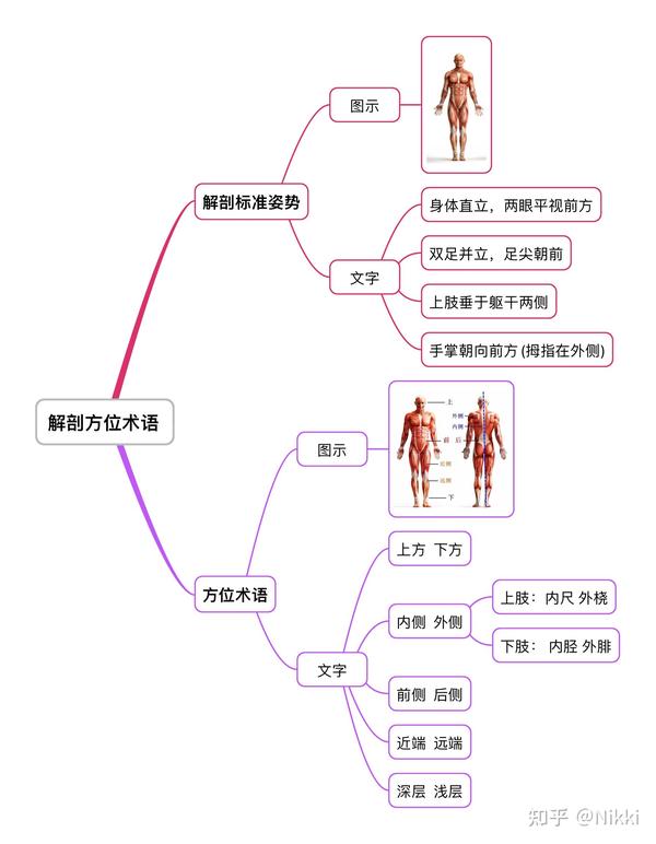 运动解剖 【方位术语】思维导图 瑜伽老师提升基础知识