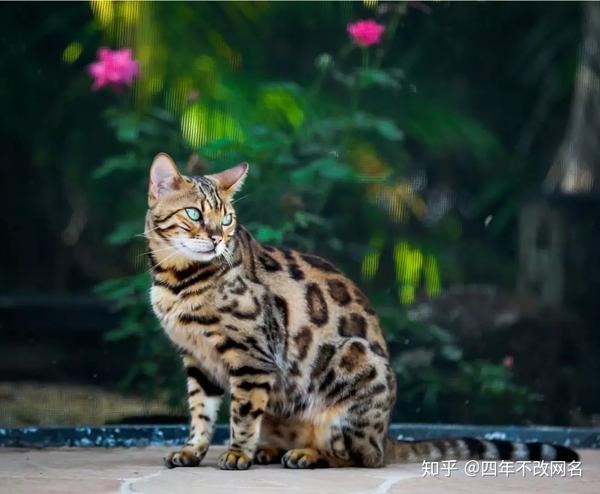 我家的这个,不是狸花猫!