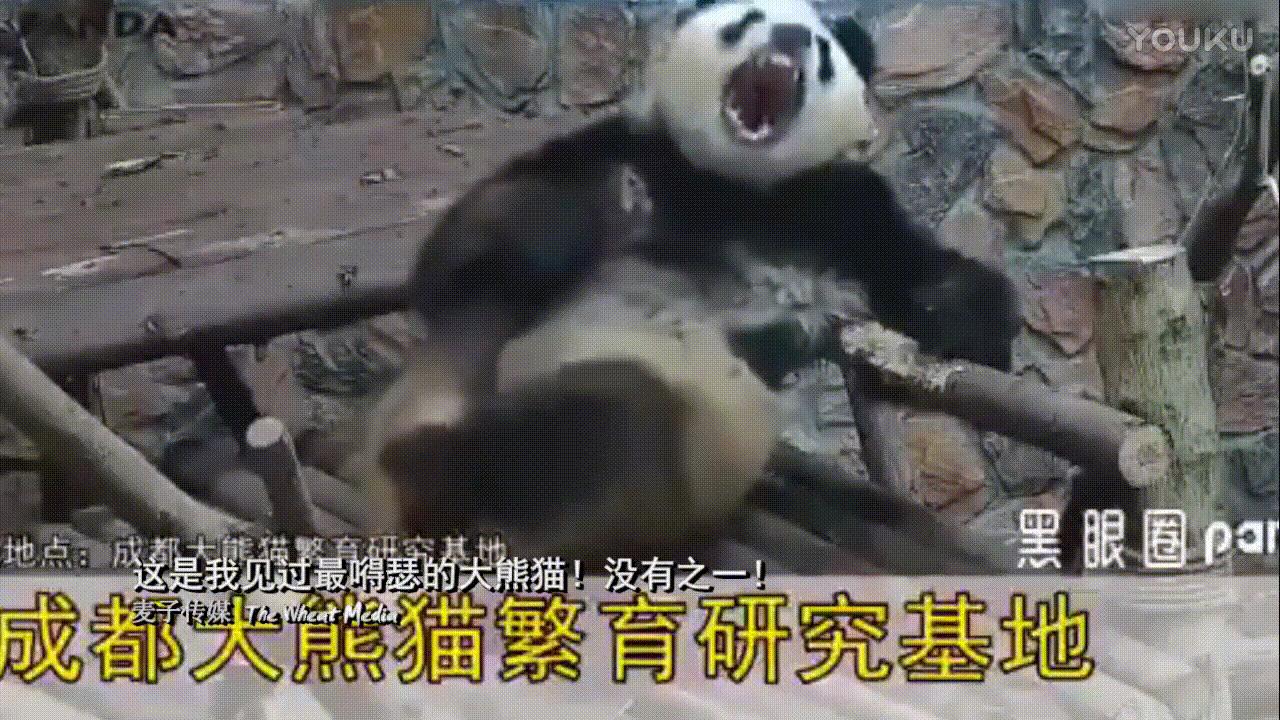 熊猫- 收藏夹 - 知乎