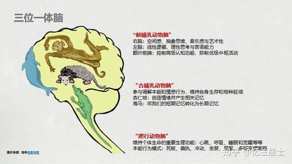 大脑对情绪和沟通的作用——《由内而外的教养》读书会第二周分享