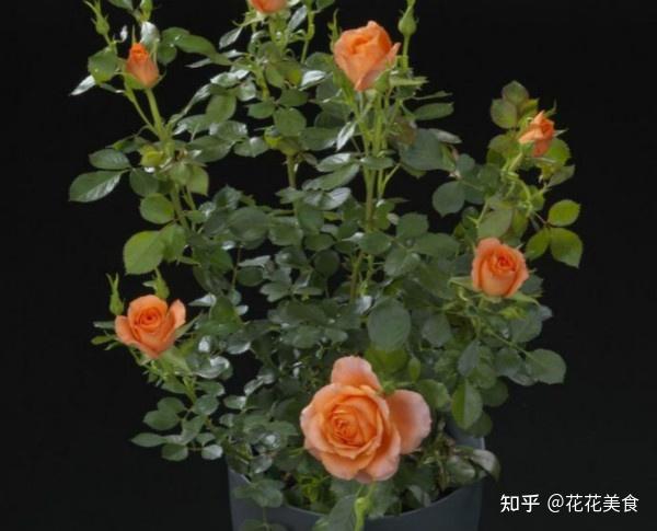 [阳台月季推荐] 荷兰阳台系列