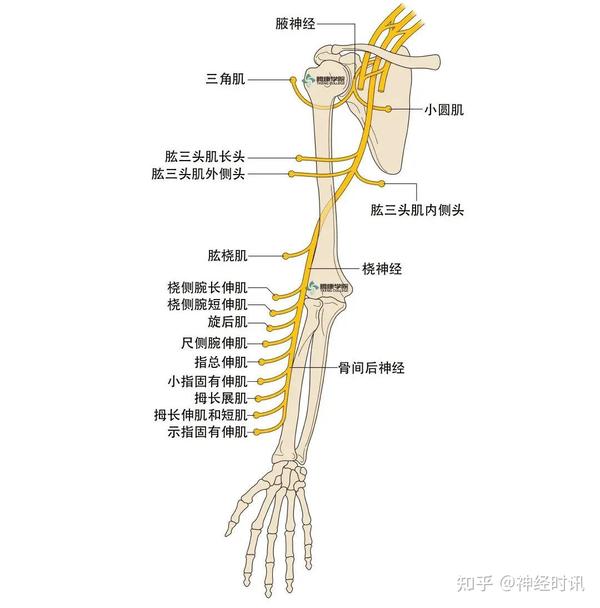 桡神经及其终末支骨间后神经所支配的肌肉