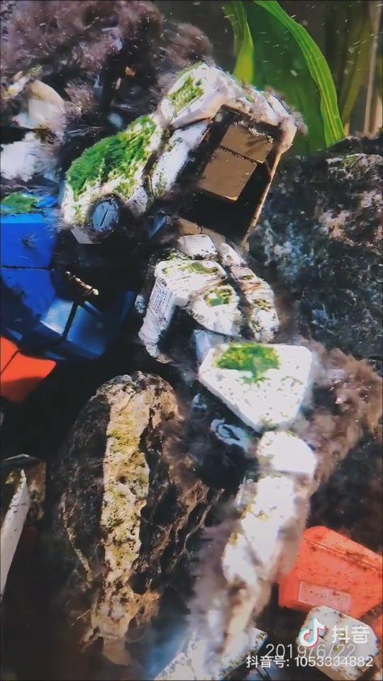 鱼缸里放高达模型对鱼有影响吗?