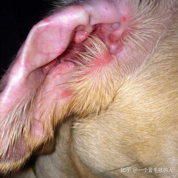 照片上看来外耳壳的确有发红的现象,可能会造成狗狗甩耳或搔抓,如有