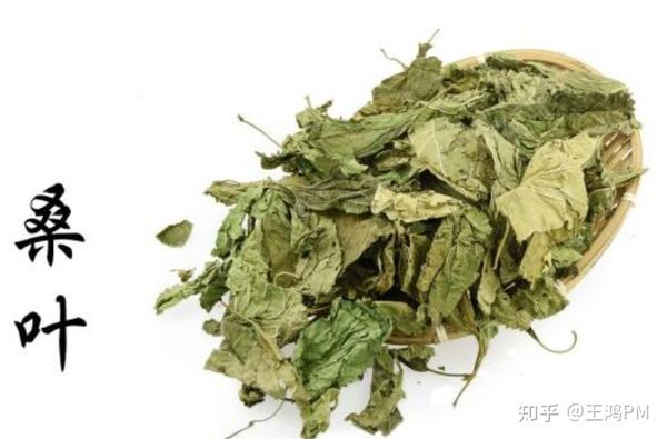 【药二-单味药】解表药——辛凉解表药