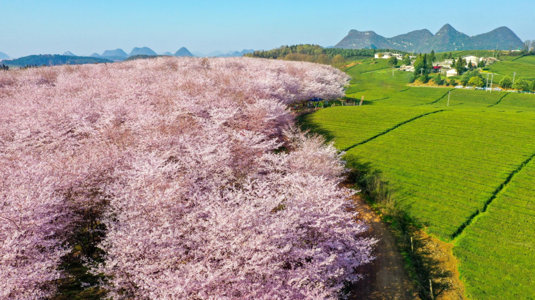 赏樱何必去日本全球最大的樱花基地就在贵州平坝99元起浪漫直飞