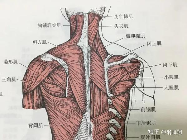 松弛无力的肌群:斜方肌中下部,菱形肌等.