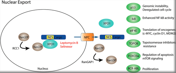 图3.1 xpo1作用机制模型 (图片源:https://doi.org/10.