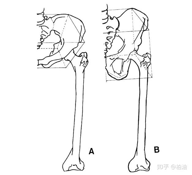 髋关节决定身体对称性的关节