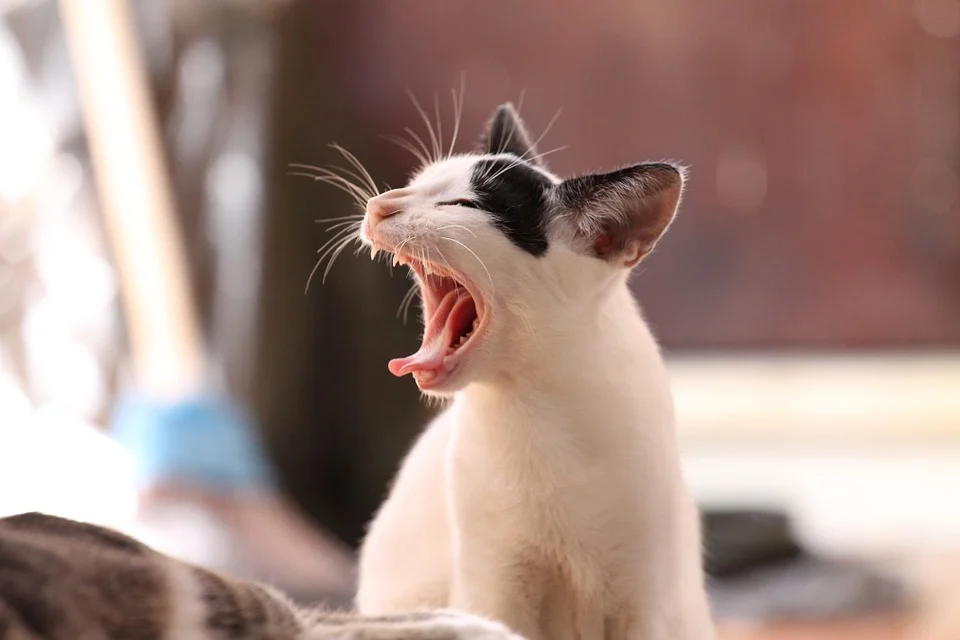 猫咪生病会有哪些表现