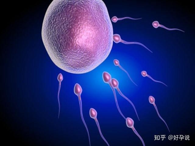 试管婴儿胚胎发育大概过程?