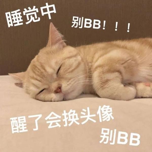 网红猫表情包白色的猫一脸懵的表情包萌萌哒的猫咪表情包来一波