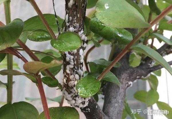 很常见的一种害虫——紫薇绒蚧,一种主要危害紫薇树与石榴树的蚧壳虫