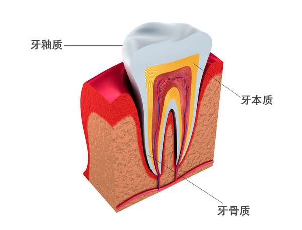 (牙齿是由牙釉质,牙本质及牙骨质三部分组成)
