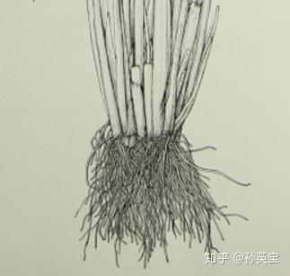 植物科学绘画之根的科学绘画方法