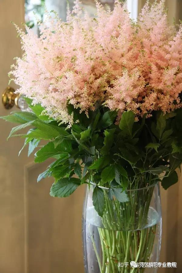 常见鲜切花——卡特兰兰花 and 落新妇
