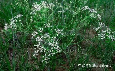 治疗皮肤痒症最常用的两味药——荆芥和防风