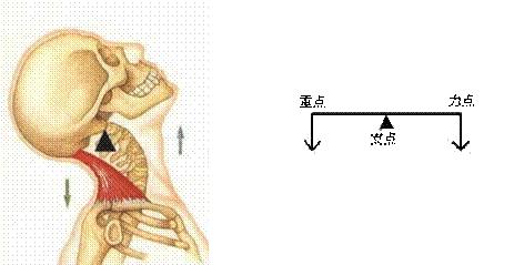 杠杆分为三种 简单来说 发力点的一边 就为动力臂 而受力点的一边 就