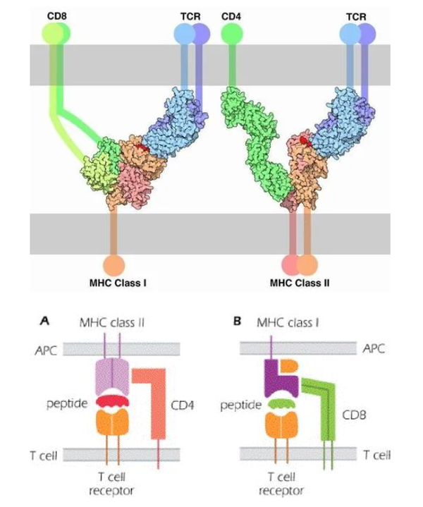 一文读懂MHC多肽复合体免疫系统调控的关键角色 知乎