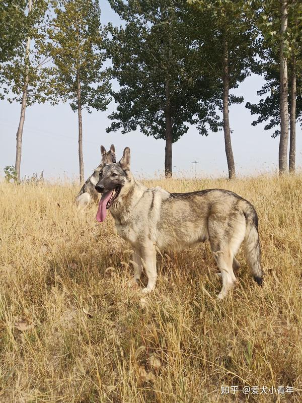 我家的老版狼青犬,小时候的经典犬种