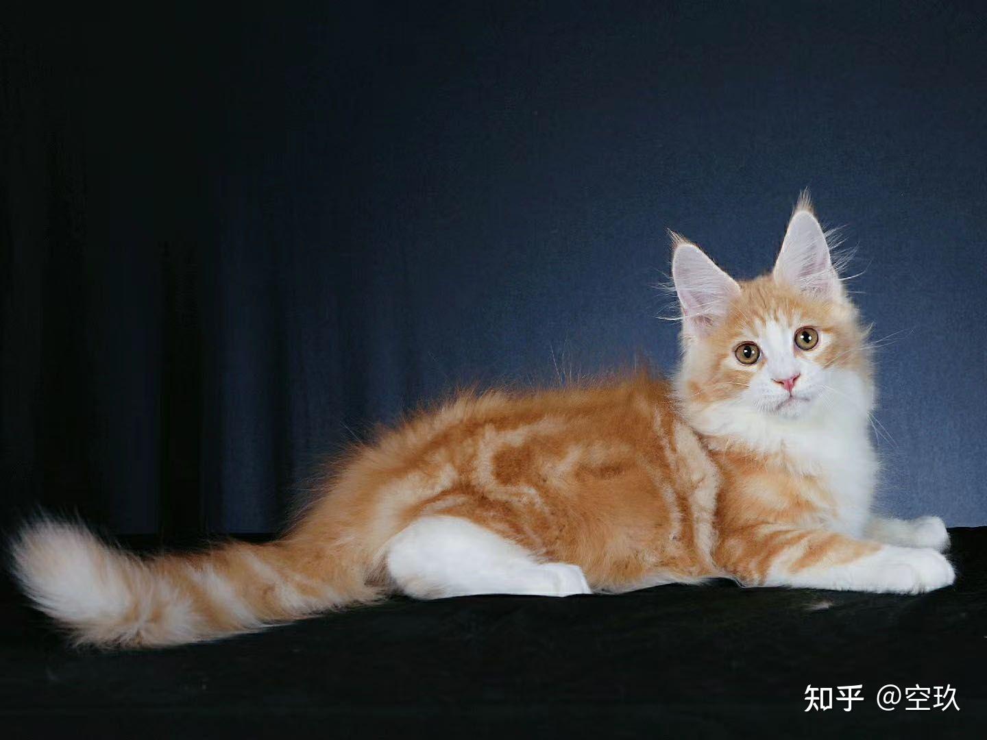 这个是缅因红虎吗品相怎么样