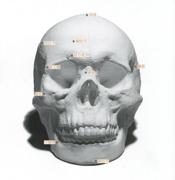 头部结构头部骨骼与肌肉讲解