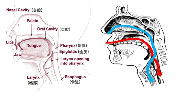 人体口腔咽喉部纵切面和食物与空气的流向图,图源:the-digestive