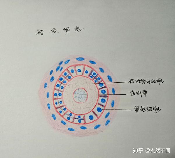 组胚红蓝手绘图第六课