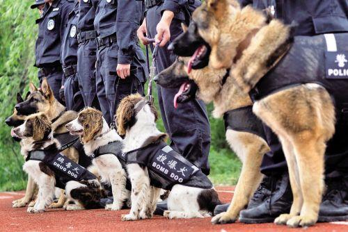 不是每一条狗都叫警犬