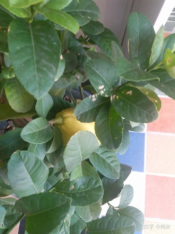 请问盆载柠檬树的叶子发黄?