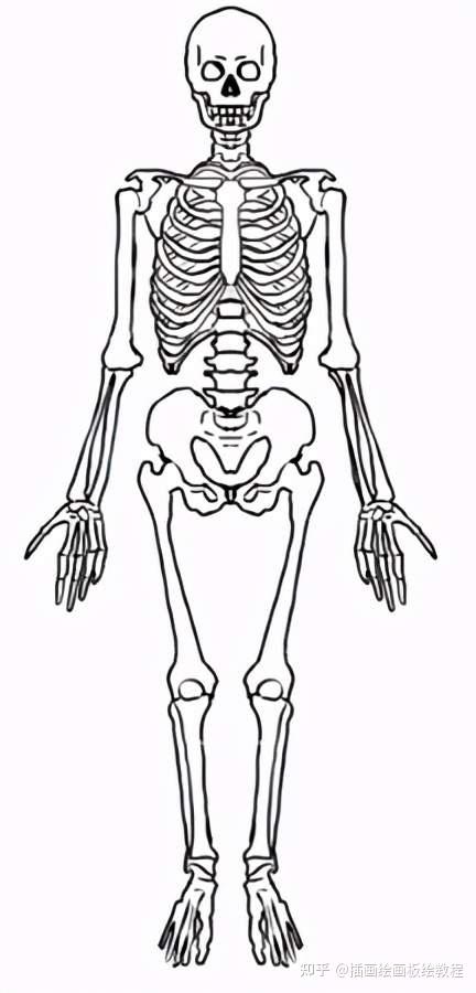 画不好人体结构怎么办秘籍在此学不学就是你的事