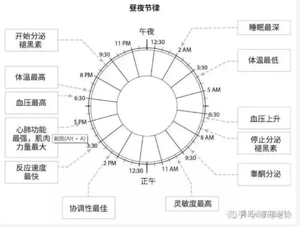 我们要了解"生物钟"还是客观存在的,昼夜节律图如下