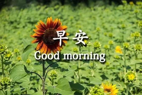 早安2021初秋图片,早安图片2021新图片 初秋早晚温差大清晨问候朋友的早安祝福语,微信早上好