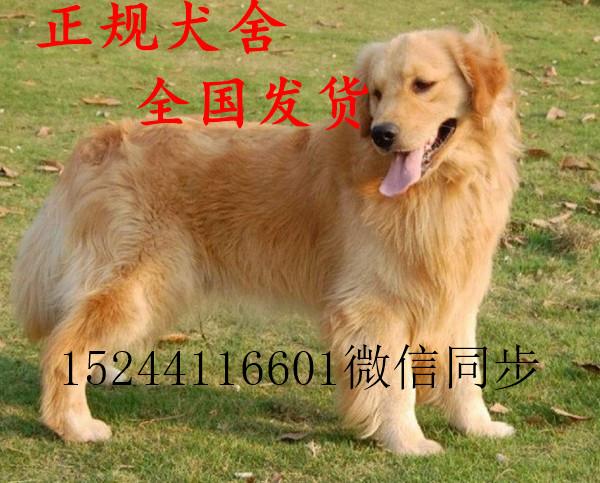 纯种血统金毛犬市场价格