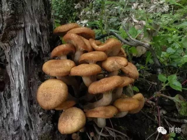 蘑菇家族的秘密