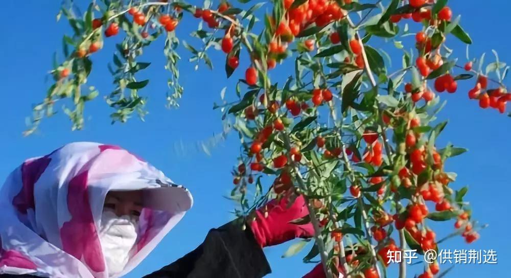 荆选推荐丨新疆博州向春出发精河枸杞亮出红色名片